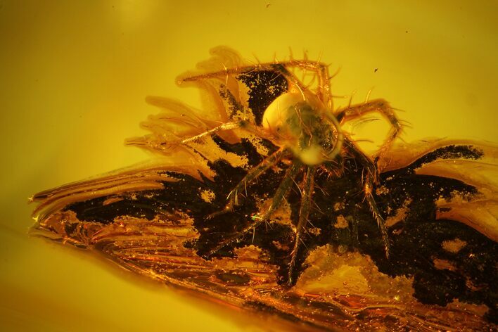 Detailed, Hairy Fossil Mite (Acari) In Baltic Amber #128326